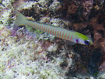 Zebra Barred Dartfish - Ptereleotris zebra - Rangiroa, French Polynesia