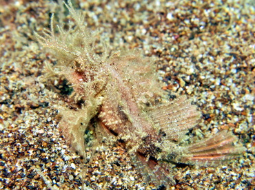 Ambon Scorpionfish - Pteroidichthys amboinensis - Dumaguete, Philippines