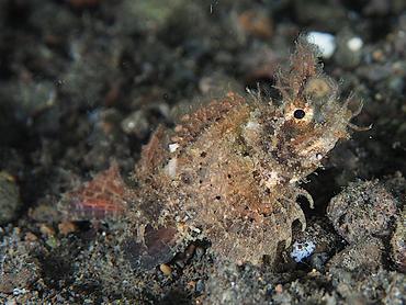 Ambon Scorpionfish - Pteroidichthys amboinensis - Komodo, Indonesia
