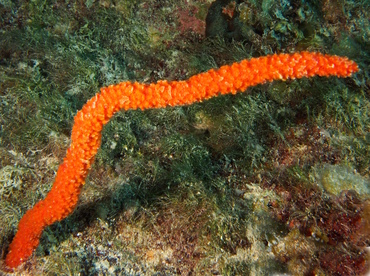 Walper's Branching Sponge - Ptilocaulis walpersii - The Exumas, Bahamas