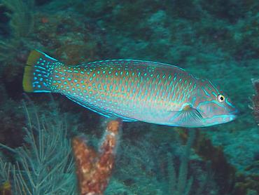 Puddingwife - Halichoeres radiatus - British Virgin Islands