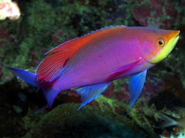 Purple Anthias - Pseudanthias tuka - Dumaguete, Philippines