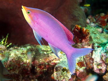 Purple Anthias - Pseudanthias tuka - Wakatobi, Indonesia