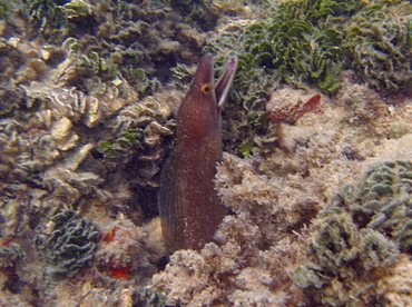 Purplemouth Moray Eel - Gymnothorax vicinus - Aruba
