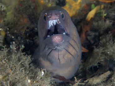 Purplemouth Moray Eel - Gymnothorax vicinus - Blue Heron Bridge, Florida