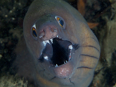 Purplemouth Moray Eel - Gymnothorax vicinus - Blue Heron Bridge, Florida