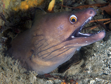 Purplemouth Moray Eel - Gymnothorax vicinus - Blue Heron Bridge, Florida