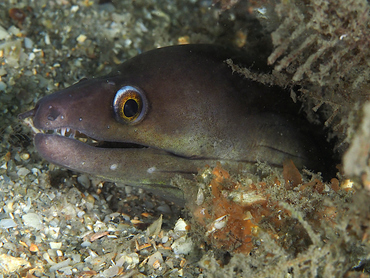 Purplemouth Moray Eel - Gymnothorax vicinus - Blue Heron Bridge, Florida