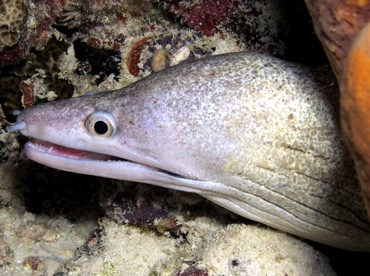 Purplemouth Moray Eel - Gymnothorax vicinus - Bonaire