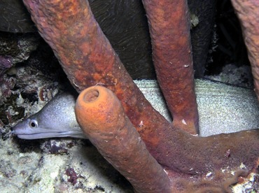 Purplemouth Moray Eel - Gymnothorax vicinus - Bonaire