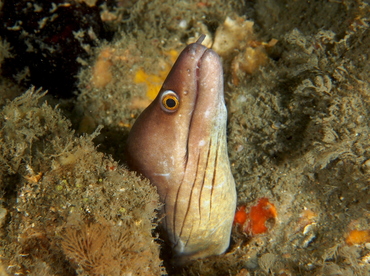 Purplemouth Moray Eel - Gymnothorax vicinus - Blue Heron Bridge, Florida