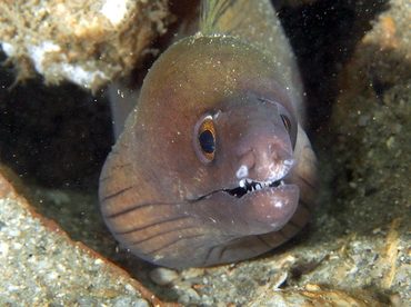 Purplemouth Moray Eel - Gymnothorax vicinus - Blue Heron Bridge, Florida