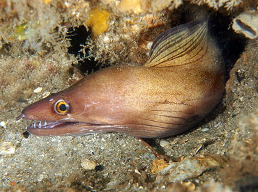 Purplemouth Moray Eel - Gymnothorax vicinus - Blue Heron Bridge, Florida