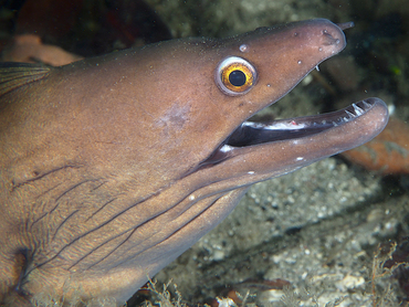 Purplemouth Moray Eel - Gymnothorax vicinus - Blue Heron Bridge, Florida