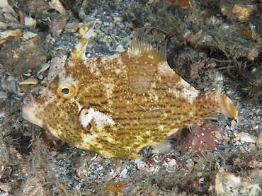 Pygmy Filefish - Stephanolepis setifer - Blue Heron Bridge, Florida