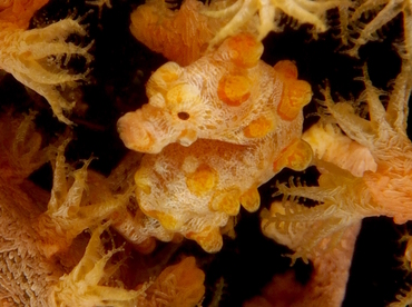 Pygmy Seahorse - Hippocampus bargibanti - Anilao, Philippines