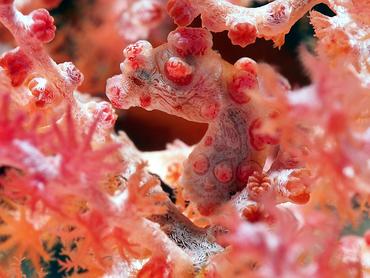 Pygmy Seahorse - Hippocampus bargibanti - Komodo, Indonesia