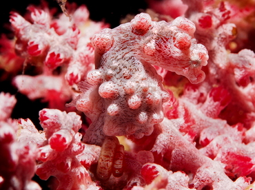 Pygmy Seahorse - Hippocampus bargibanti - Anilao, Philippines