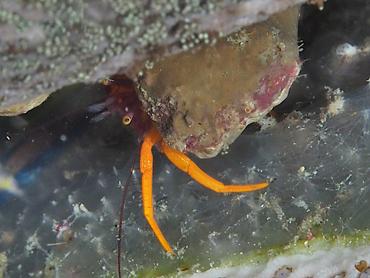 Pylopaguropsis speciosa - Pylopaguropsis speciosa - Komodo, Indonesia