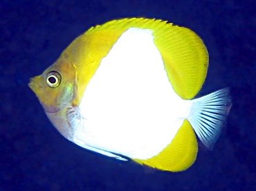 Pyramid Butterflyfish - Hemitaurichthys polylepis - Lanai, Hawaii