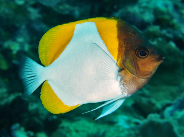 Pyramid Butterflyfish - Hemitaurichthys polylepis - Wakatobi, Indonesia