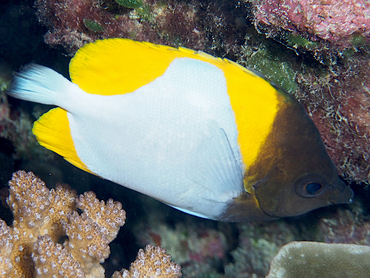 Pyramid Butterflyfish - Hemitaurichthys polylepis - Great Barrier Reef, Australia