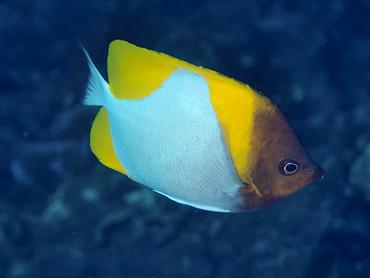 Pyramid Butterflyfish - Hemitaurichthys polylepis - Komodo, Indonesia