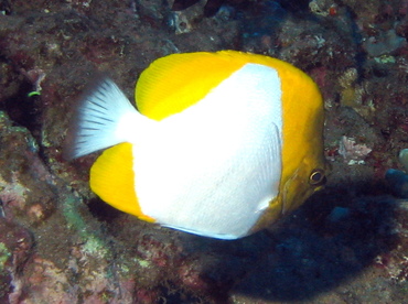 Pyramid Butterflyfish - Hemitaurichthys polylepis - Lanai, Hawaii