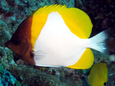 Pyramid Butterflyfish - Hemitaurichthys polylepis - Palau