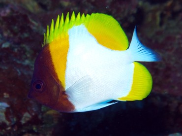 Pyramid Butterflyfish - Hemitaurichthys polylepis - Yap, Micronesia