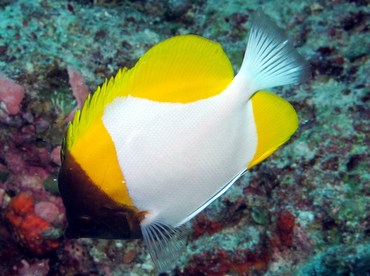 Pyramid Butterflyfish - Hemitaurichthys polylepis - Palau