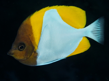 Pyramid Butterflyfish - Hemitaurichthys polylepis - Palau
