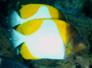 Pyramid Butterflyfish - Hemitaurichthys polylepis - Palau