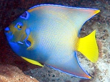 Queen Angelfish - Holacanthus ciliaris - Cat Cays, Bahamas