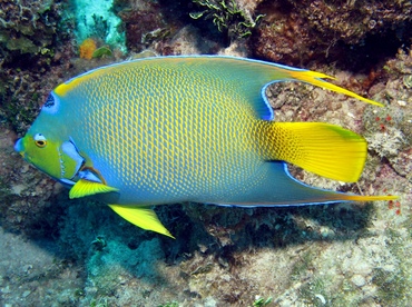 Queen Angelfish - Holacanthus ciliaris - Nassau, Bahamas