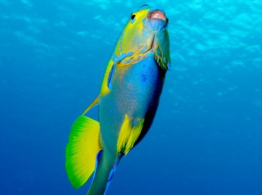 Queen Angelfish - Holacanthus ciliaris - Cozumel, Mexico