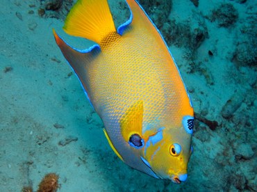 Queen Angelfish - Holacanthus ciliaris - Bonaire