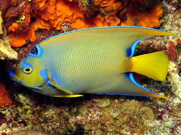 Queen Angelfish - Holacanthus ciliaris - Cozumel, Mexico