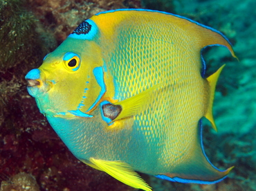 Queen Angelfish - Holacanthus ciliaris - Eleuthera, Bahamas