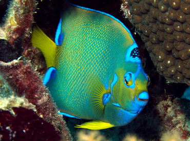 Queen Angelfish - Holacanthus ciliaris - Turks and Caicos