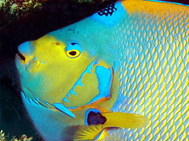 Queen Angelfish - Holacanthus ciliaris - Cozumel, Mexico