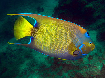 Queen Angelfish - Holacanthus ciliaris - Roatan, Honduras