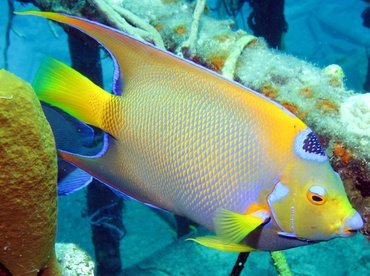 Queen Angelfish - Holacanthus ciliaris - Nassau, Bahamas