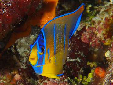 Queen Angelfish - Holacanthus ciliaris - Cozumel, Mexico