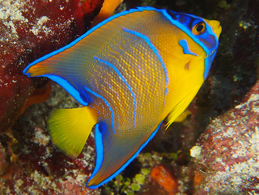 Queen Angelfish - Holacanthus ciliaris - Cozumel, Mexico