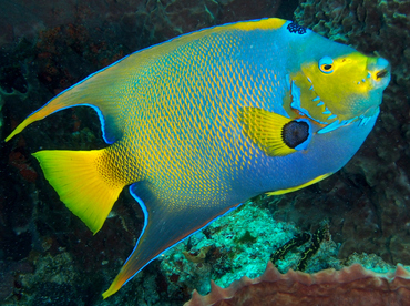 Queen Angelfish - Holacanthus ciliaris - Cozumel, Mexico