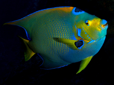 Queen Angelfish - Holacanthus ciliaris - Cozumel, Mexico