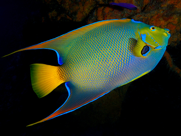 Queen Angelfish - Holacanthus ciliaris - Cozumel, Mexico