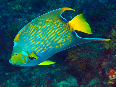 Queen Angelfish - Holacanthus ciliaris - Palm Beach, Florida