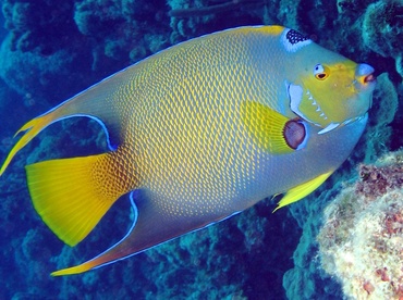 Queen Angelfish - Holacanthus ciliaris - Nassau, Bahamas